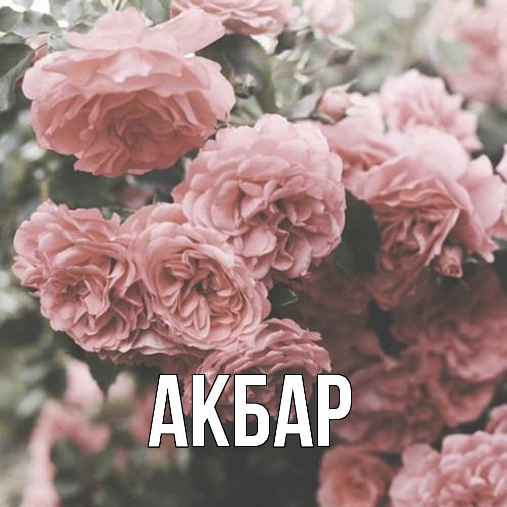 Открытка  с именем. Акбар, Главная  