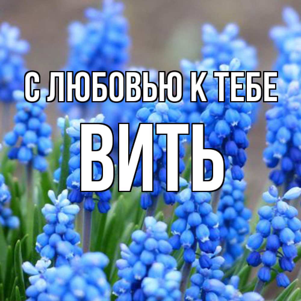 Открытка  с именем. Вить, С любовью к тебе  