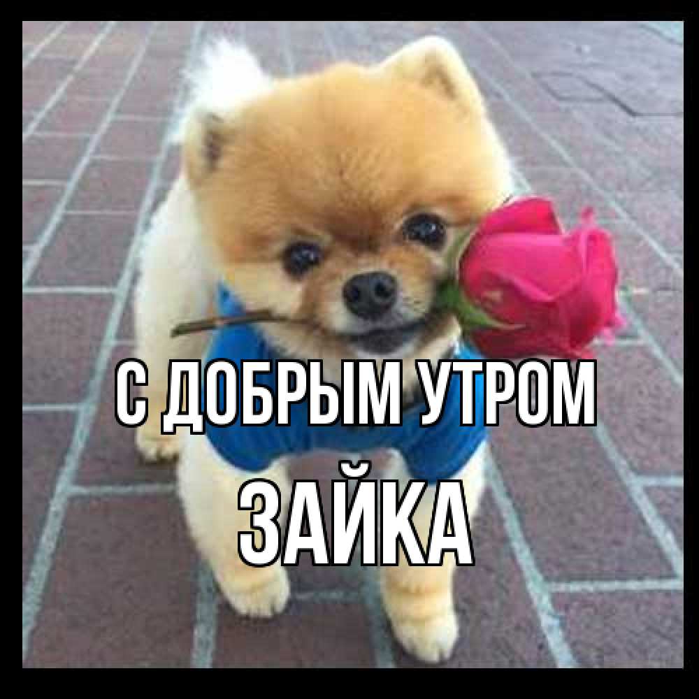 Открытка  с именем. Зайка, С добрым утром  