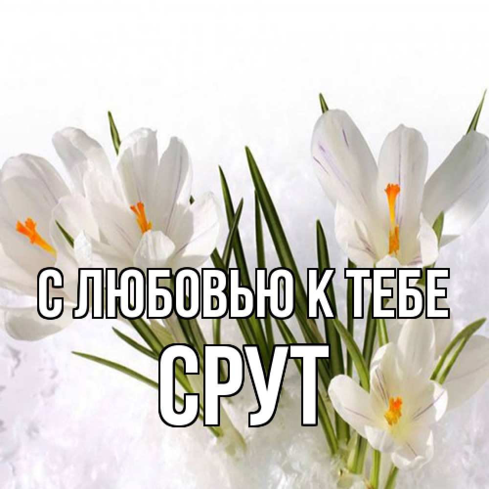 Открытка  с именем. срут, С любовью к тебе  
