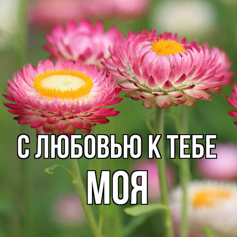 Открытка  с именем. Моя, С любовью к тебе  