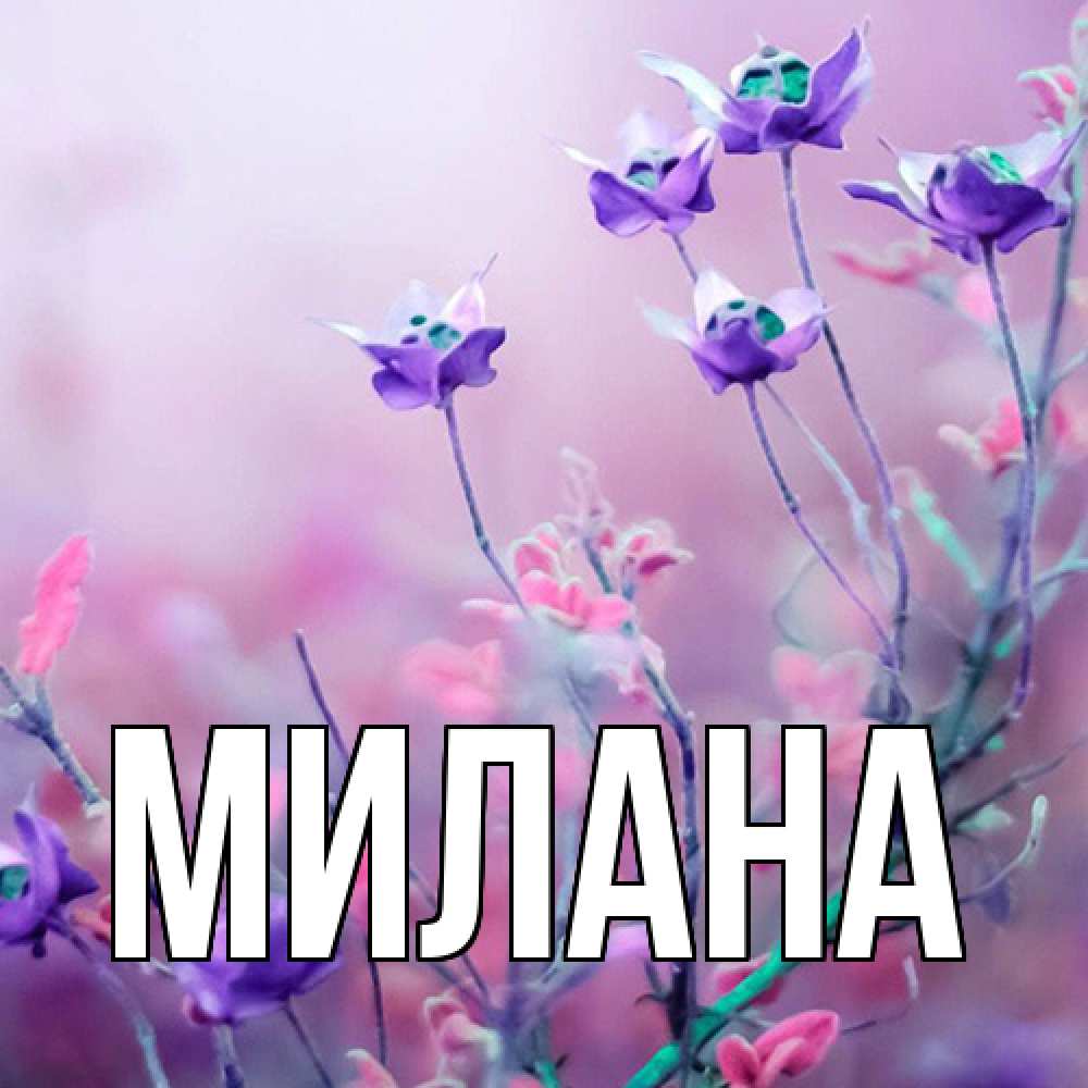 Открытка  с именем. Милана, Главная  