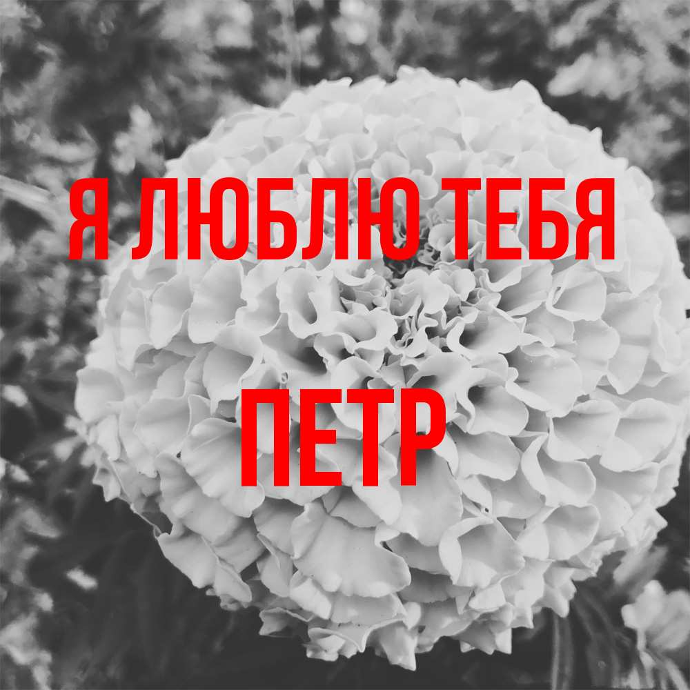 Открытка  с именем. Петр, Я люблю тебя  