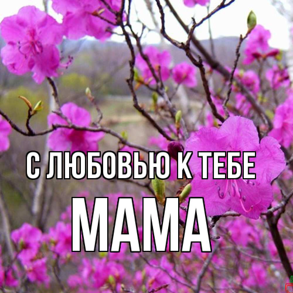 Открытка  с именем. Мама, С любовью к тебе  