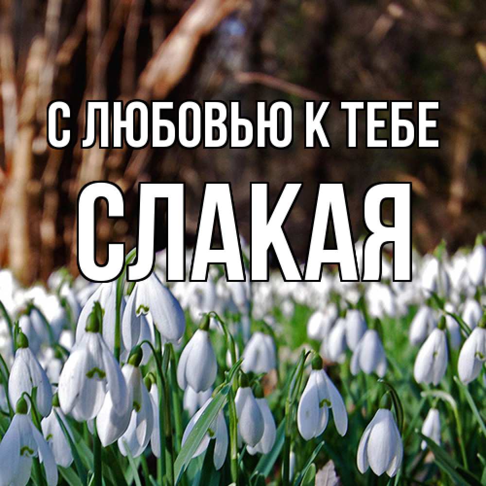 Открытка  с именем. Слакая, С любовью к тебе  