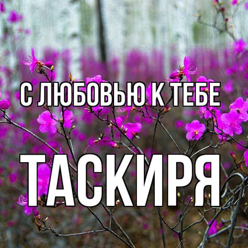 Картинка С любовью к тебе, Таскиря