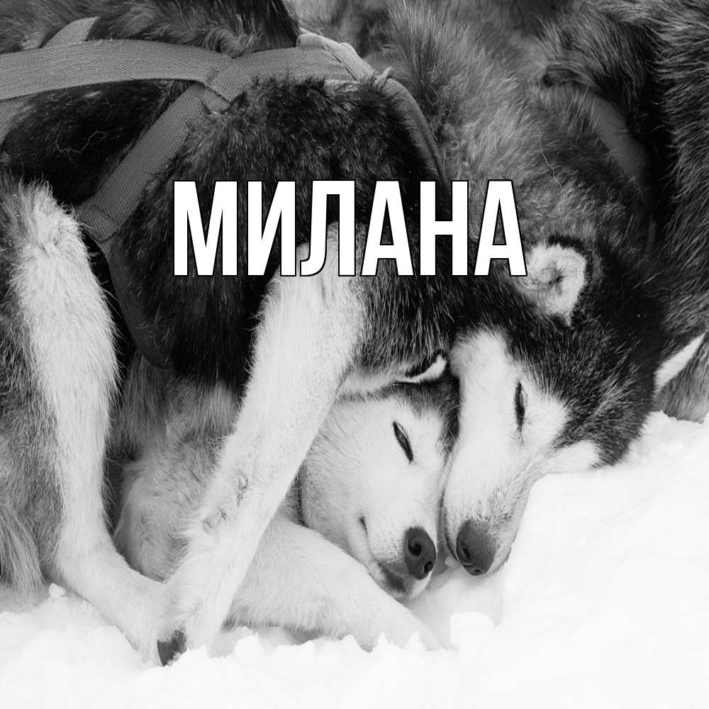 Открытка  с именем. Милана, Главная  