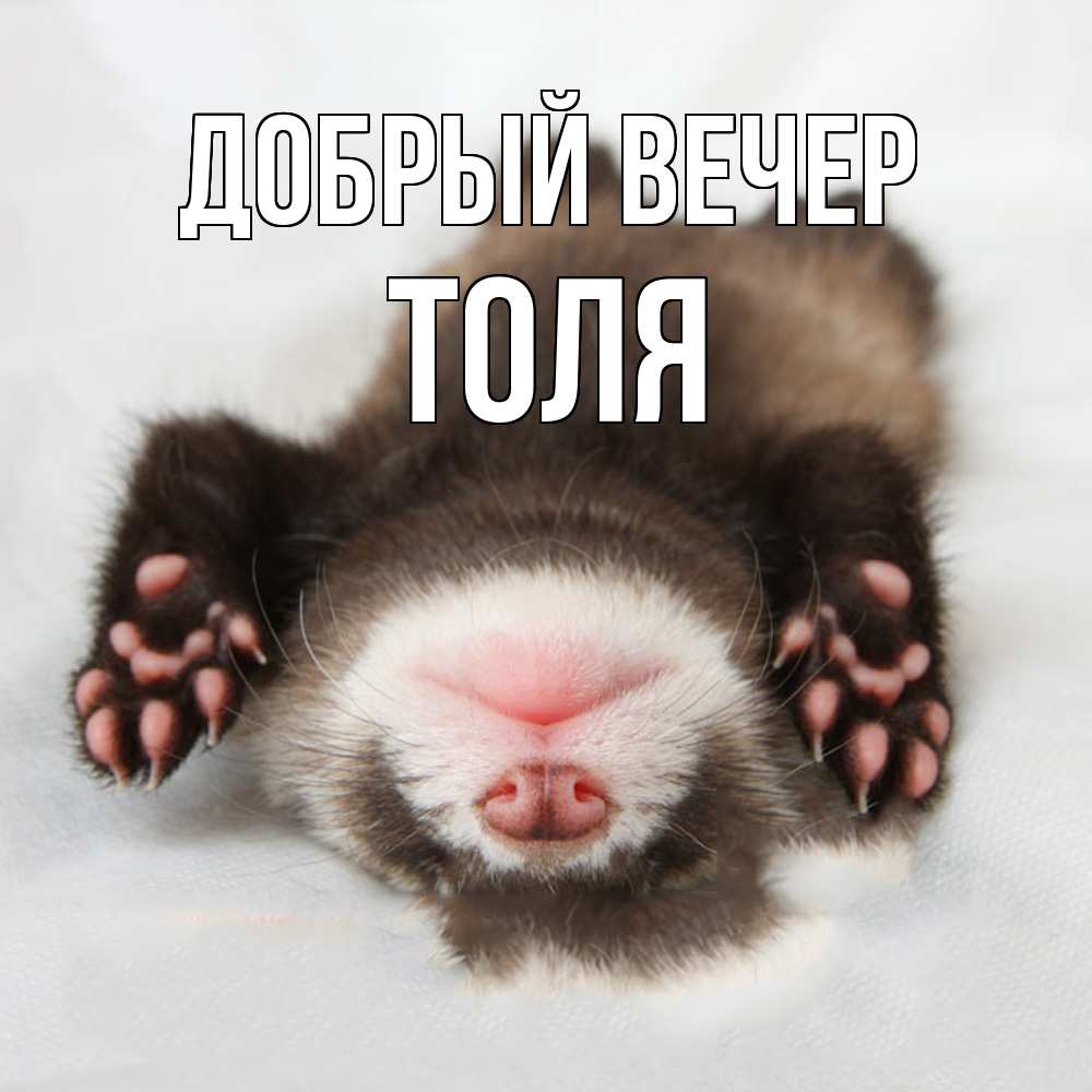 Открытка  с именем. ТОЛЯ, Добрый вечер  