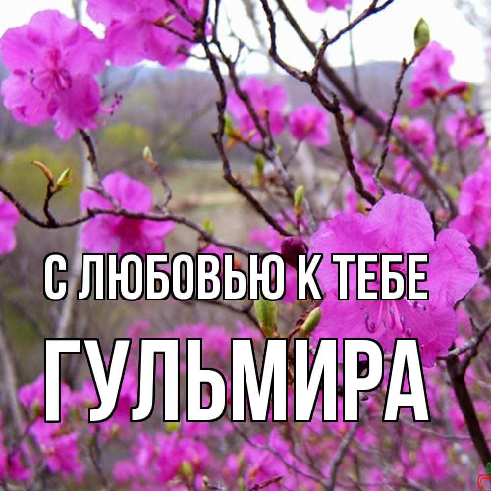 Открытка  с именем. Гульмира, С любовью к тебе  