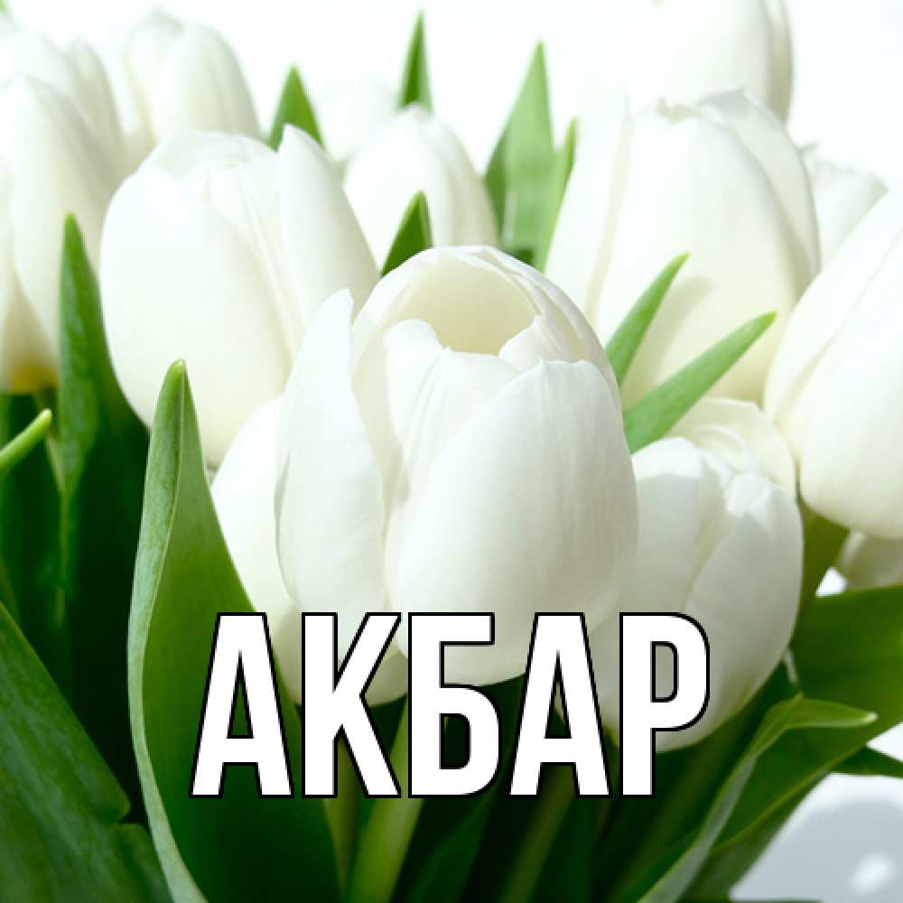 Открытка  с именем. Акбар, Главная  