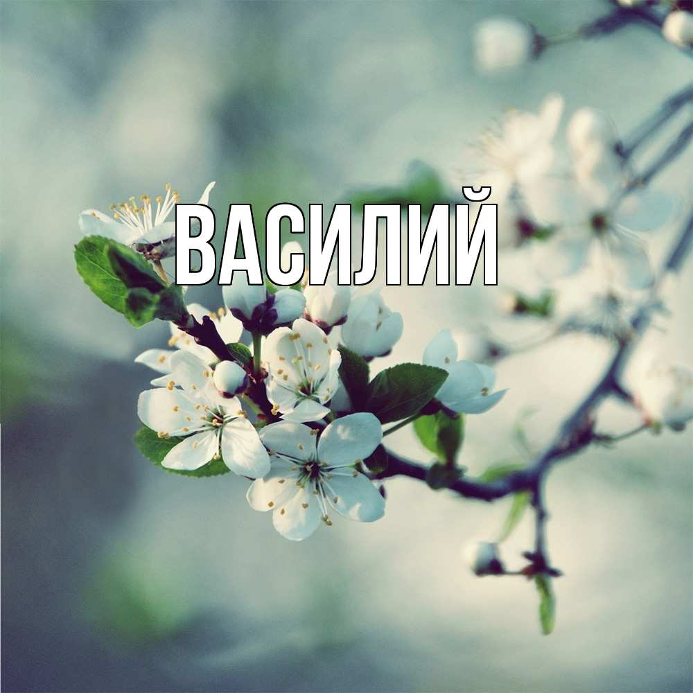 Открытка  с именем. Василий, Главная  
