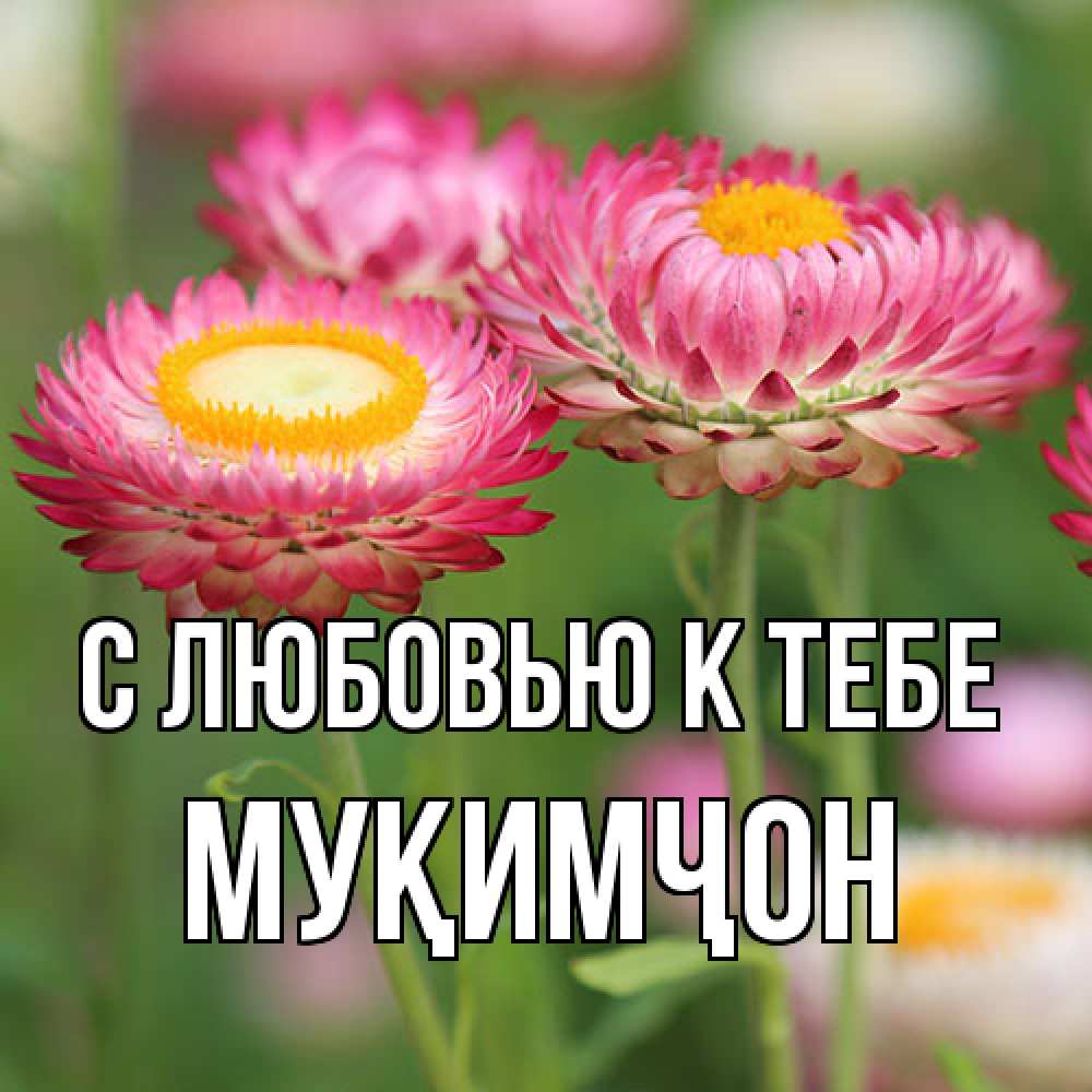 Открытка  с именем. Муқимҷон, С любовью к тебе  