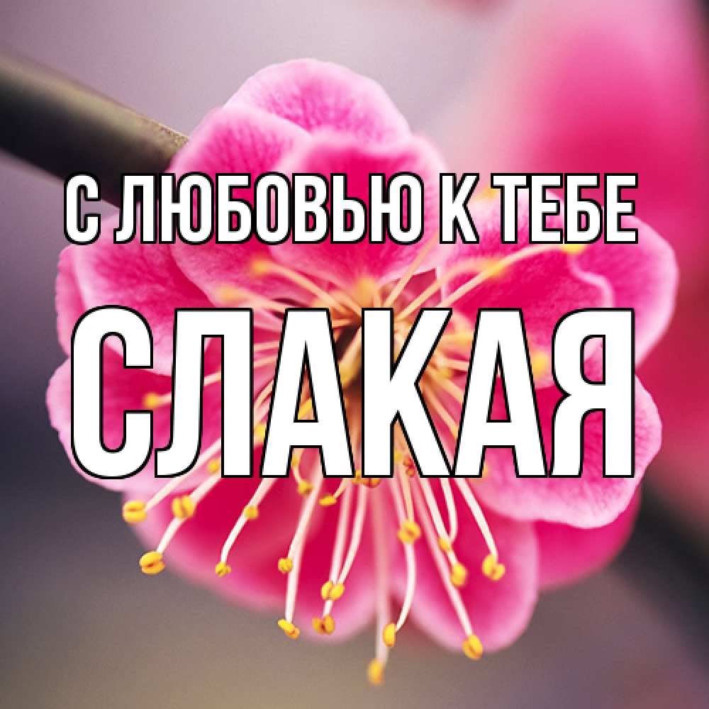 Открытка  с именем. Слакая, С любовью к тебе  