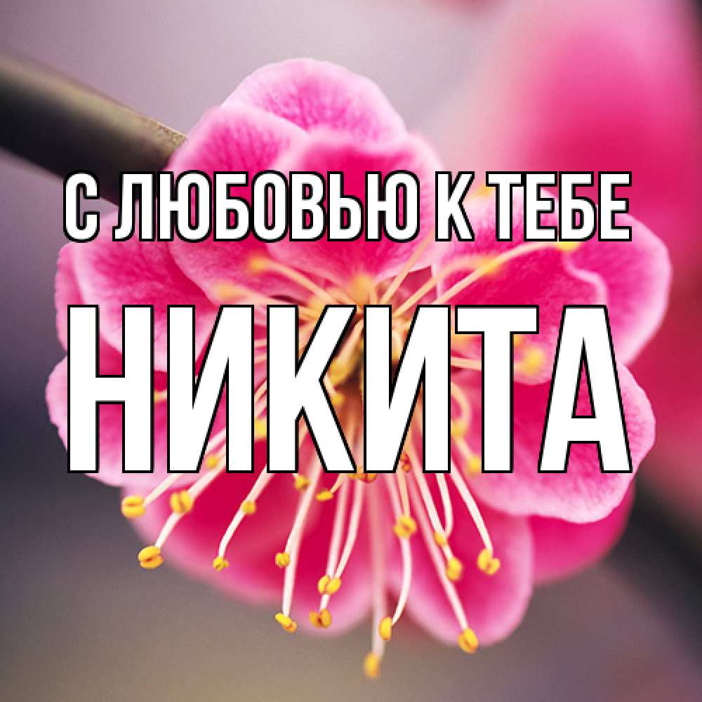 Открытка  с именем. Никита, С любовью к тебе  