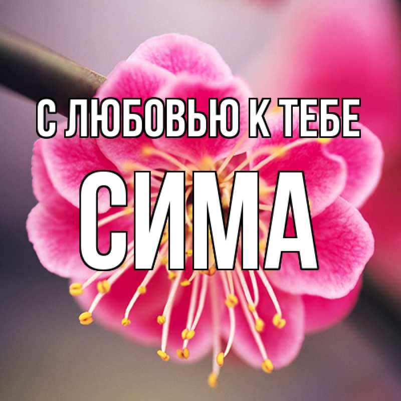 Картинка С любовью к тебе, Сима