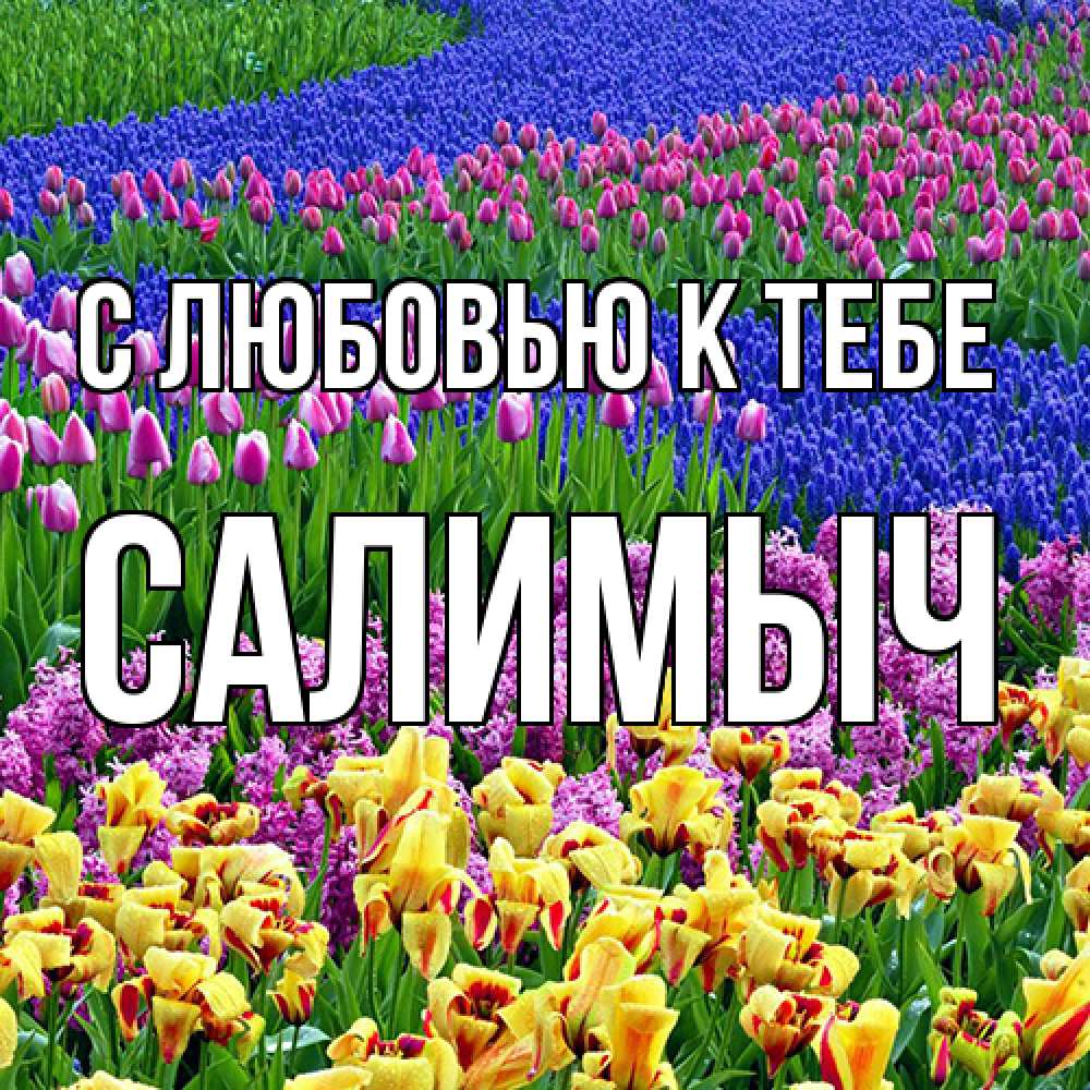 Открытка  с именем. Салимыч, С любовью к тебе  