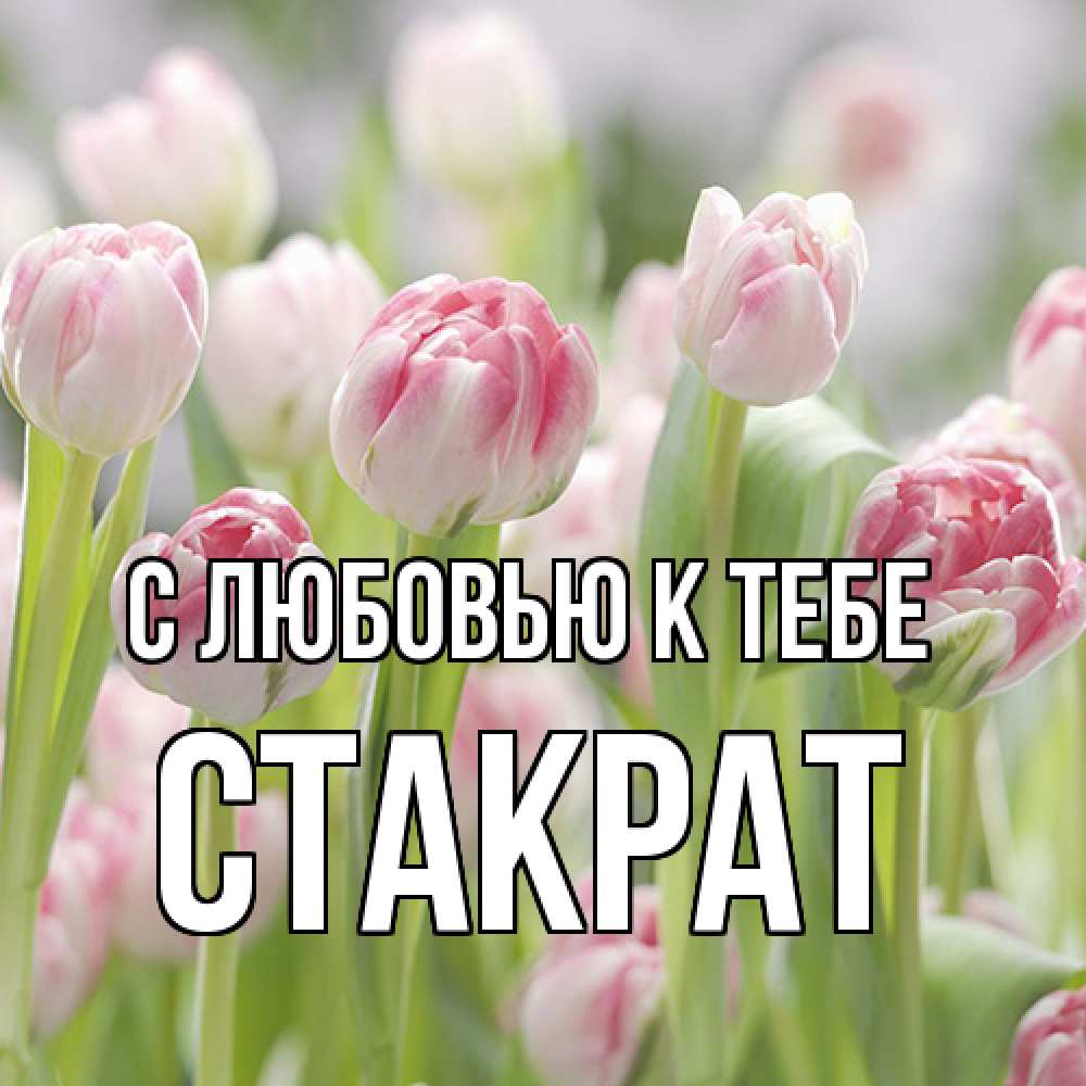 Открытка  с именем. Стакрат, С любовью к тебе  