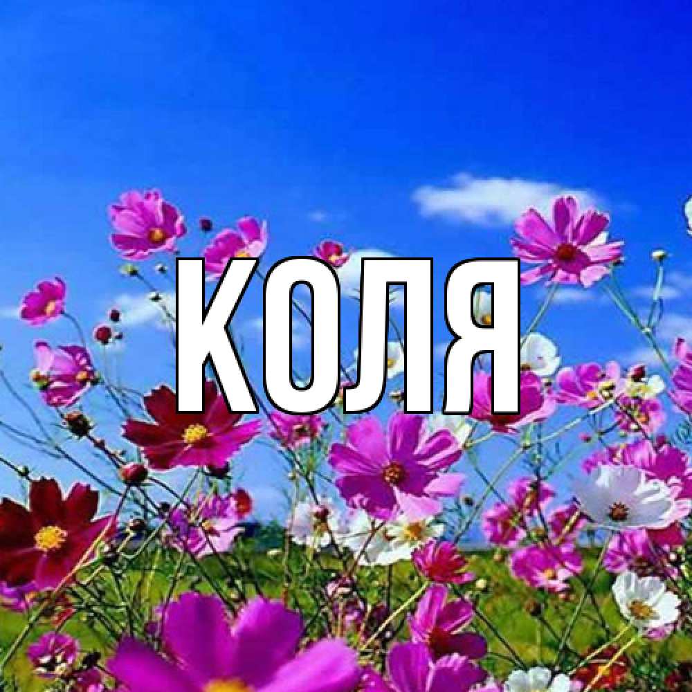 Открытка  с именем. коля, Главная  
