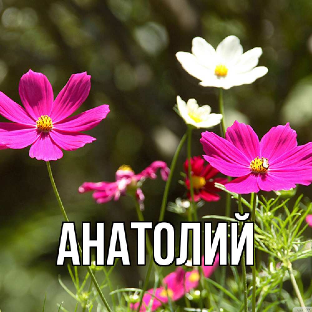 Открытка  с именем. Анатолий, Главная  