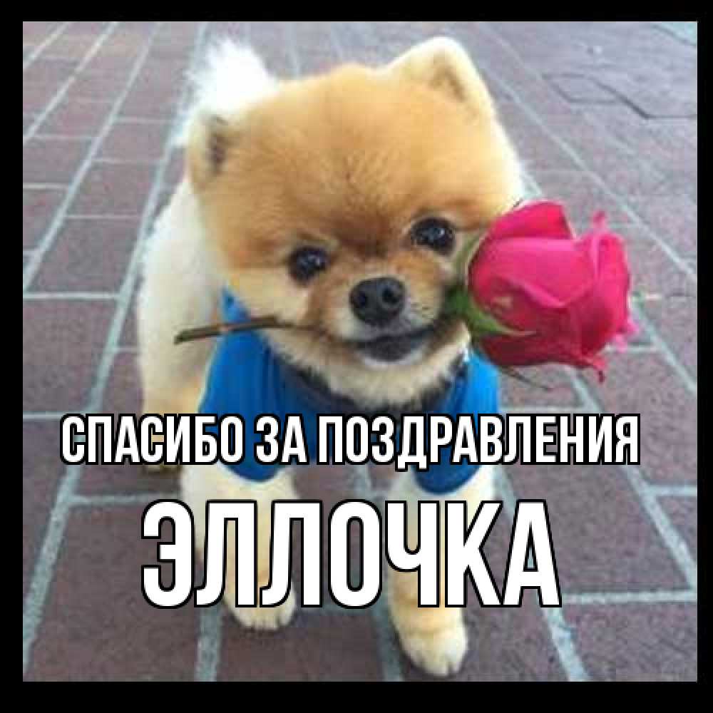 Открытка  с именем. Эллочка, Спасибо за поздравления  