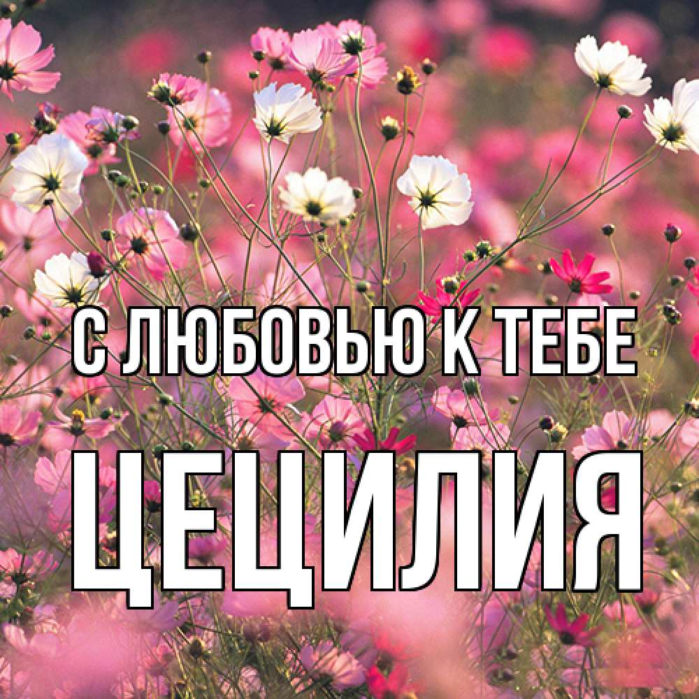 Открытка  с именем. Цецилия, С любовью к тебе  