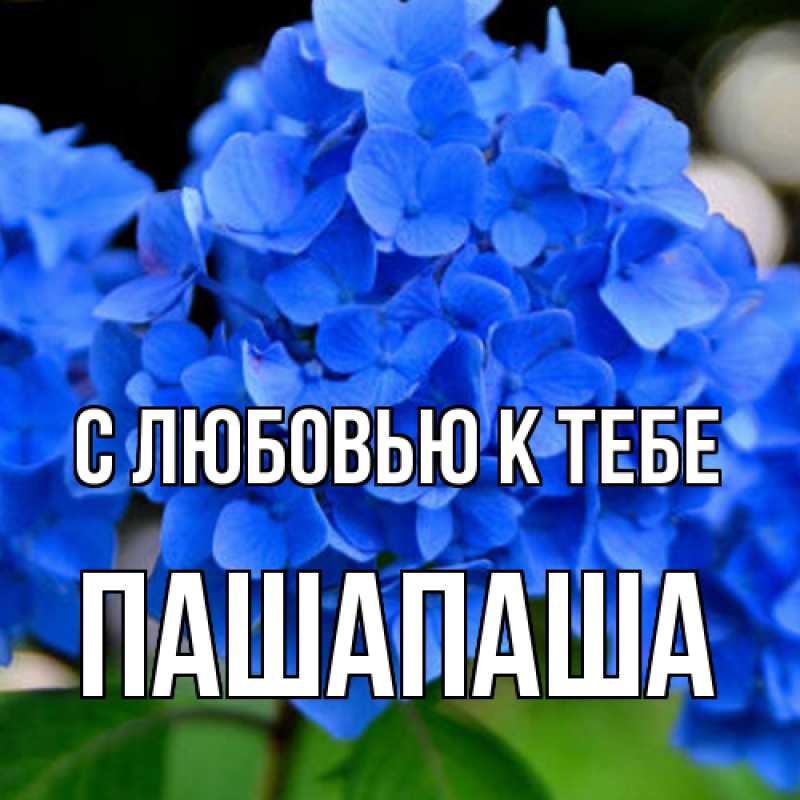 Открытка с именем, Пашапаша, С любовью к тебе