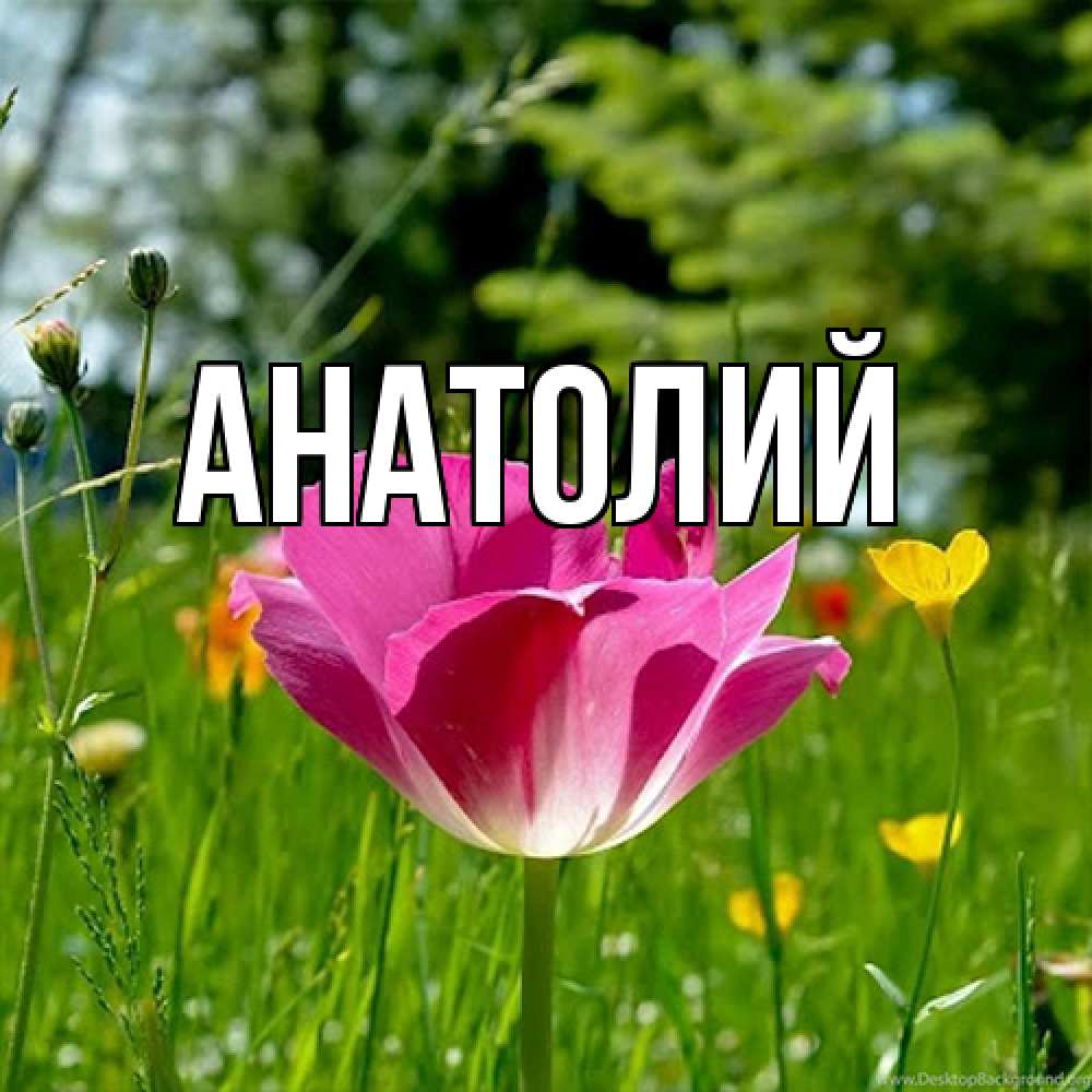 Открытка  с именем. Анатолий, Главная  