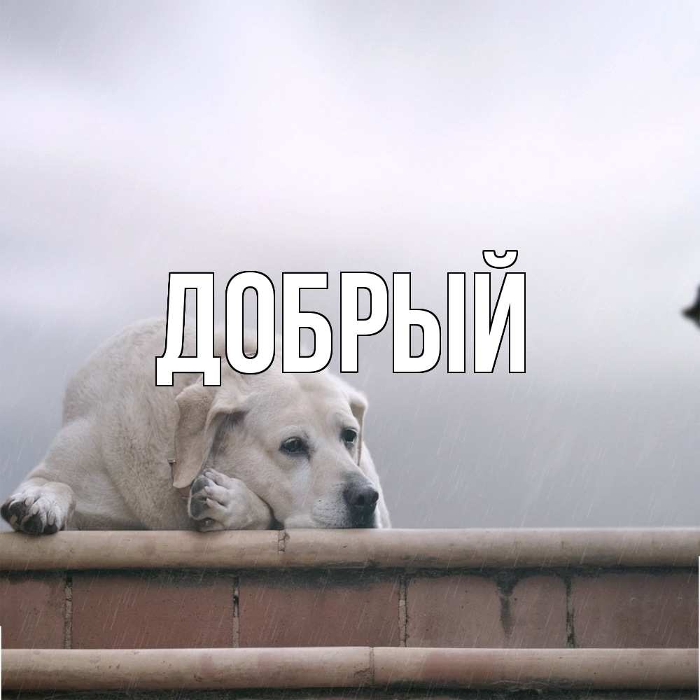 Открытка  с именем. Добрый, Главная  