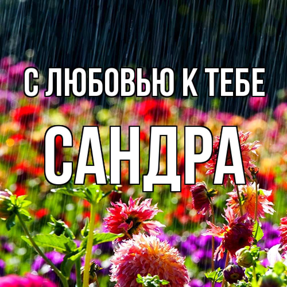 Открытка  с именем. Сандра, С любовью к тебе  