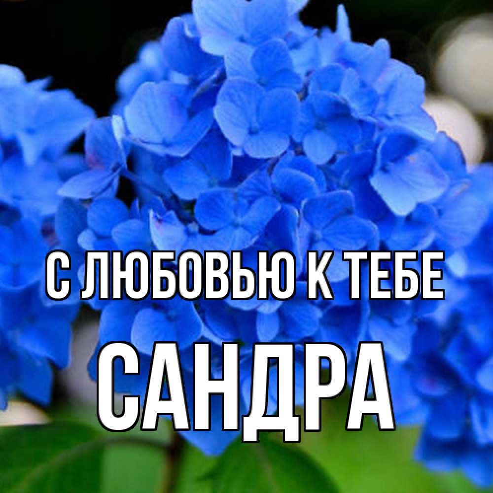 Открытка  с именем. Сандра, С любовью к тебе  