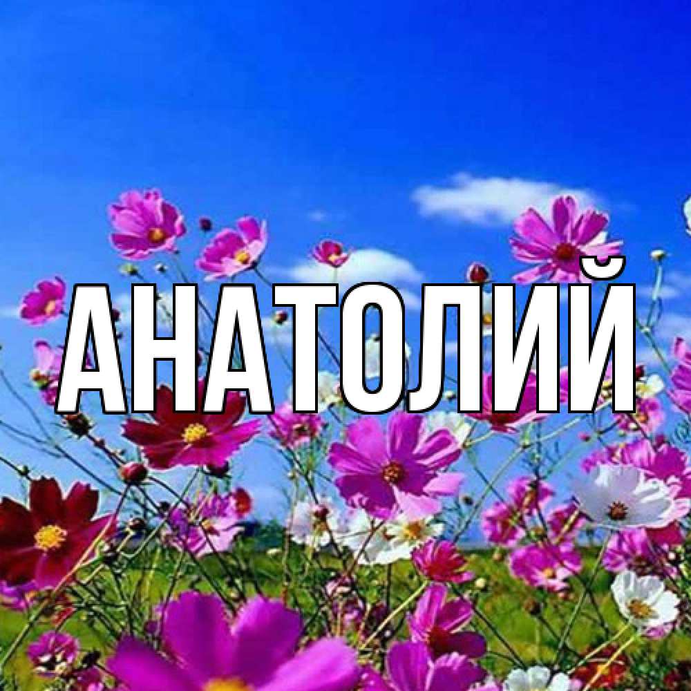 Открытка  с именем. Анатолий, Главная  