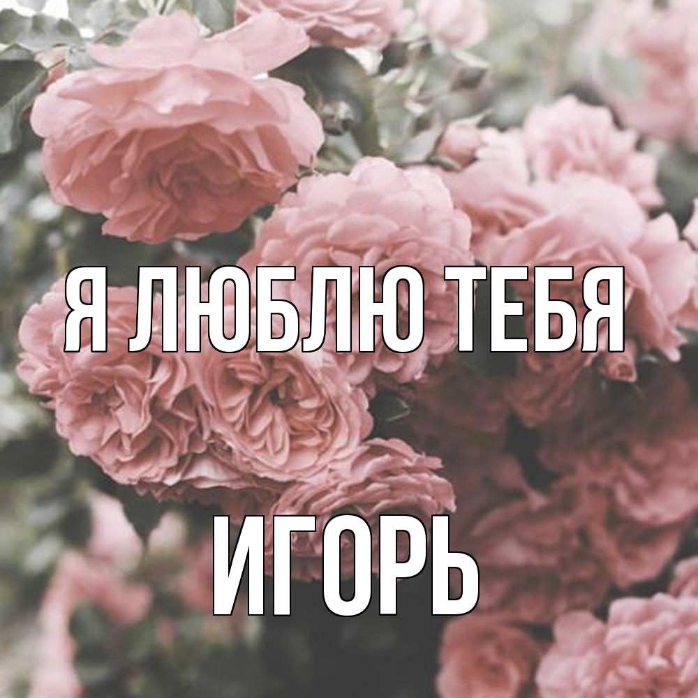 Открытка  с именем. Игорь, Я люблю тебя  