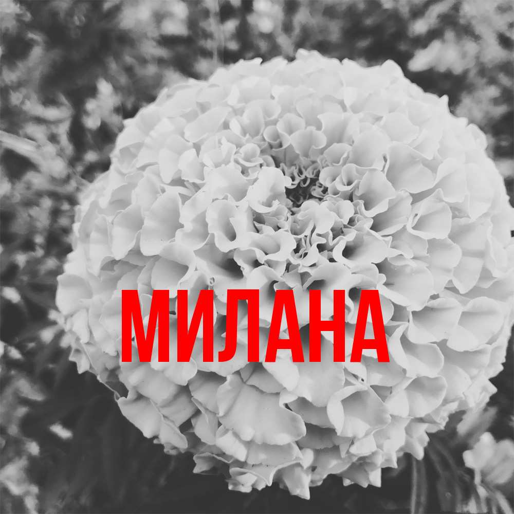 Открытка  с именем. Милана, Главная  
