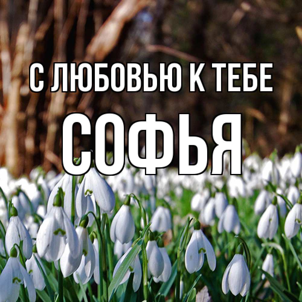 Открытка  с именем. Софья, С любовью к тебе  