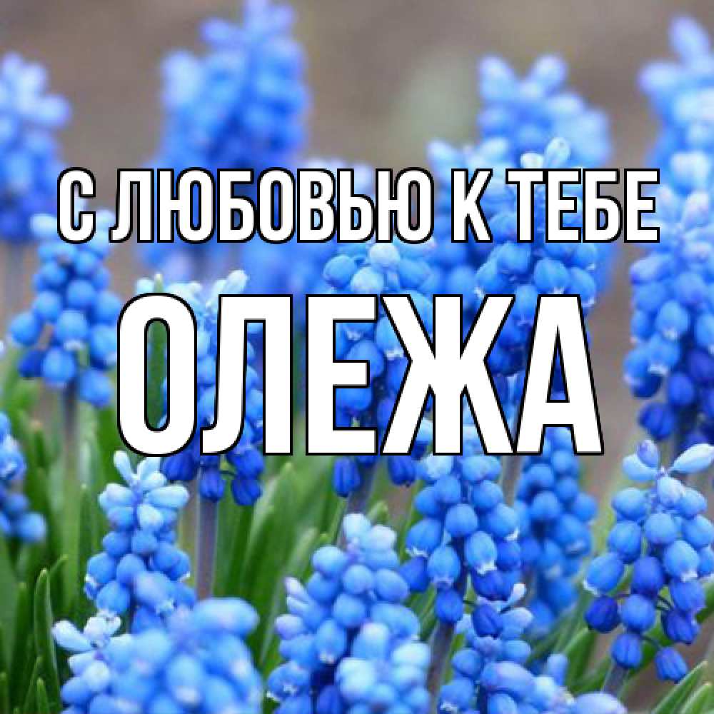 Открытка  с именем. Олежа, С любовью к тебе  