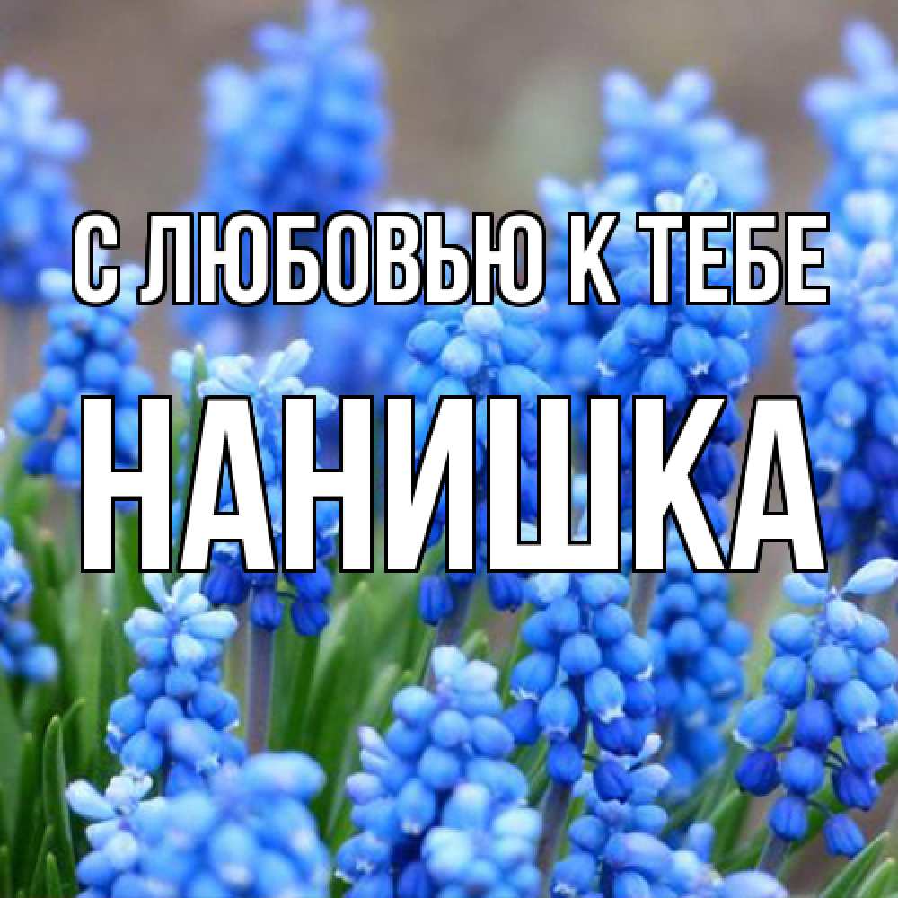 Открытка  с именем. Нанишка, С любовью к тебе  