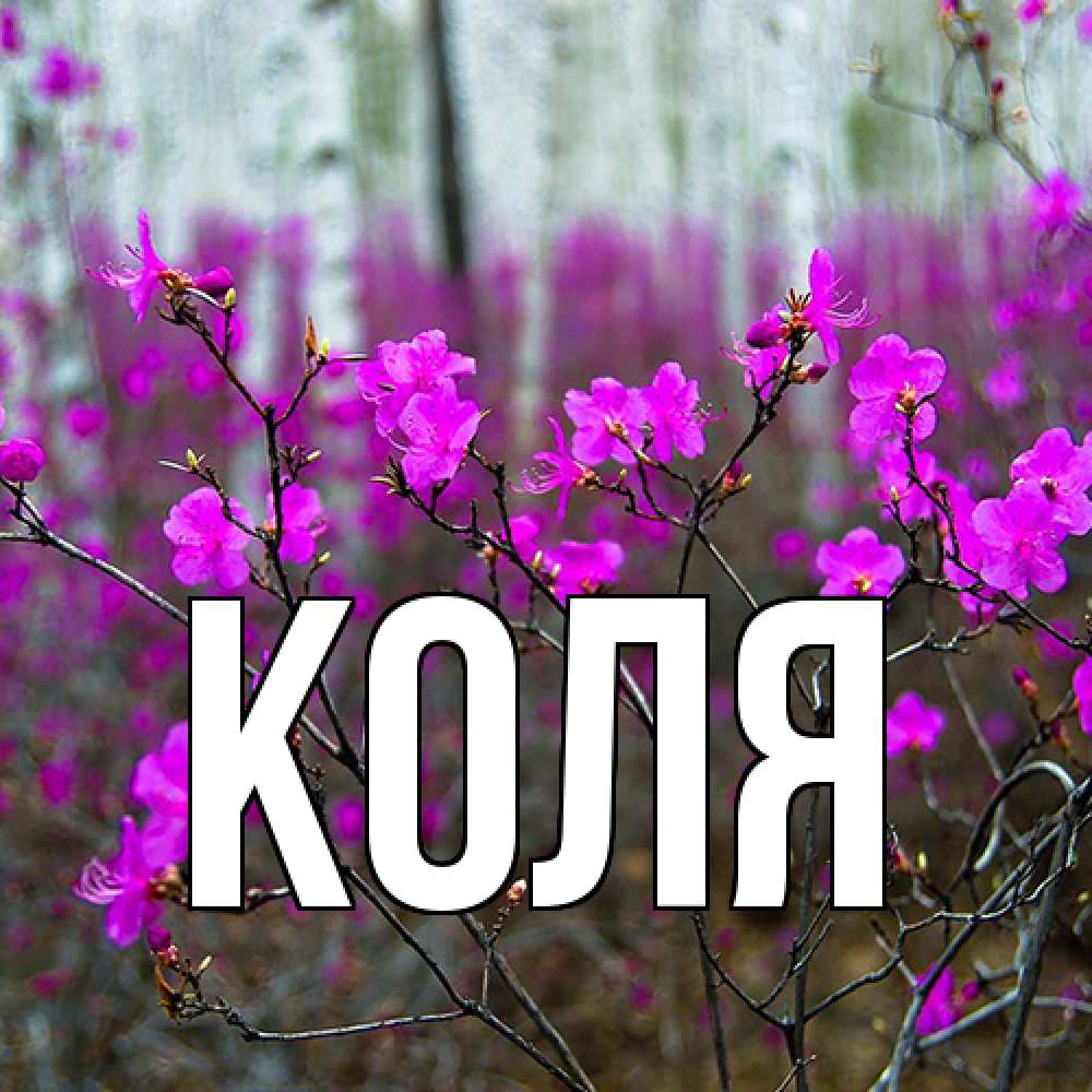 Открытка  с именем. коля, Главная  