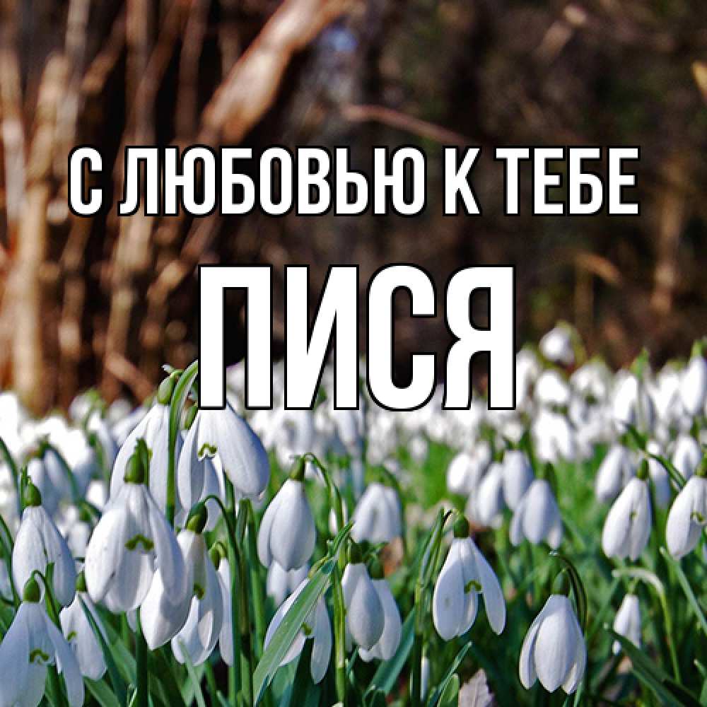 Открытка  с именем. пися, С любовью к тебе  