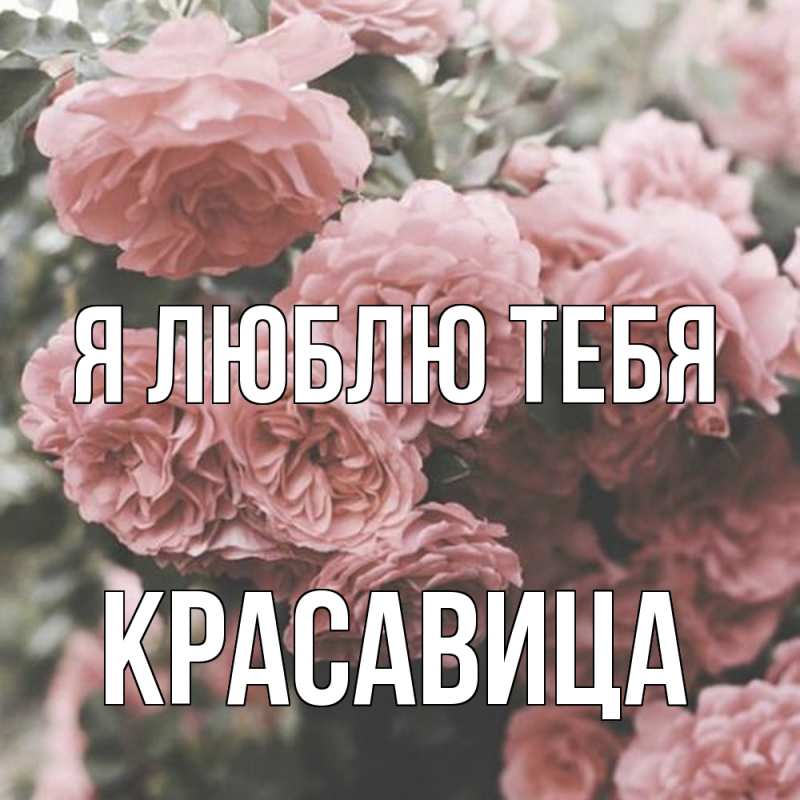 Картинка Я люблю тебя, Красавица
