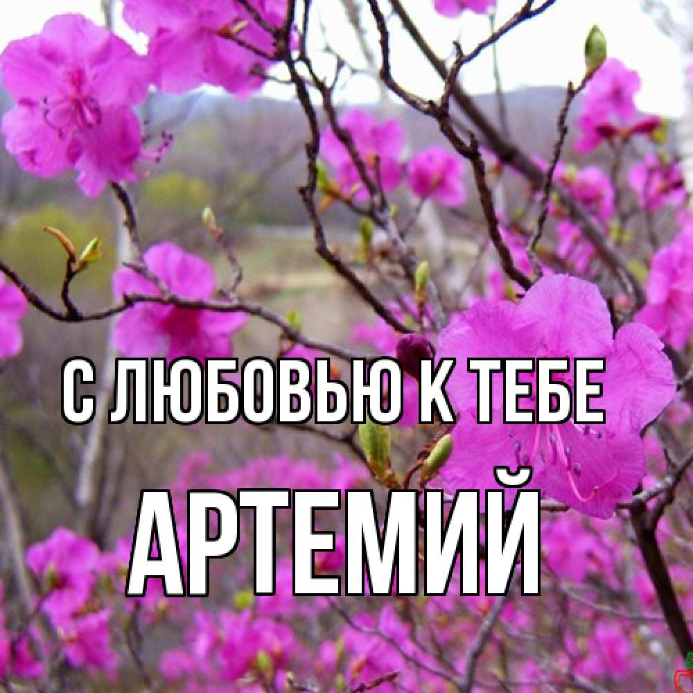 Открытка  с именем. Артемий, С любовью к тебе  