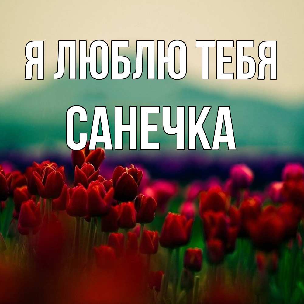 Открытка  с именем. Санечка, Я люблю тебя  