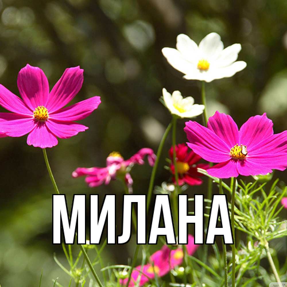 Открытка  с именем. Милана, Главная  