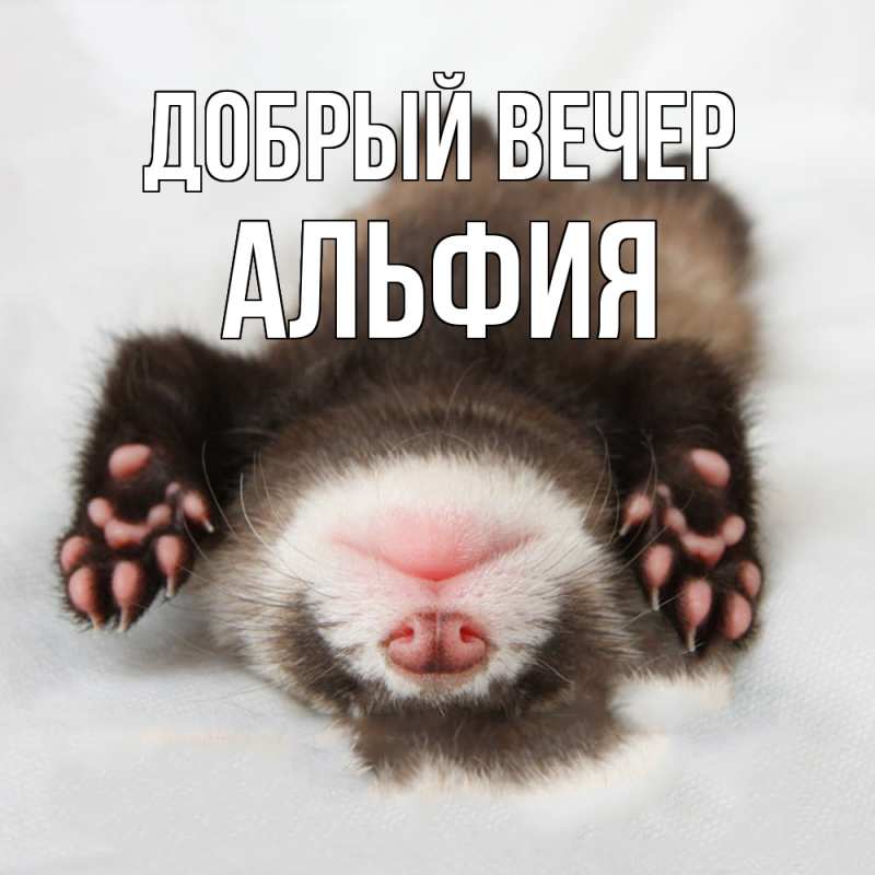 Картинка Добрый вечер, Альфия