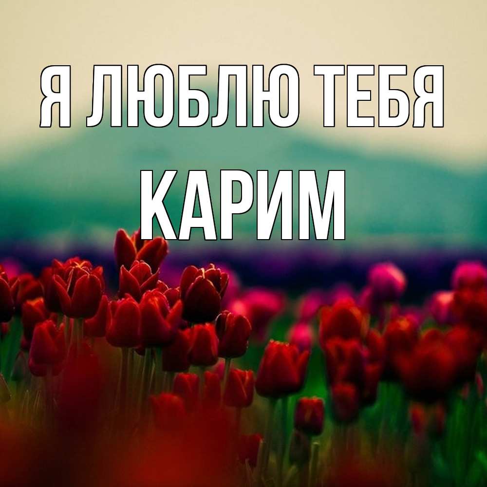 Открытка  с именем. Карим, Я люблю тебя  