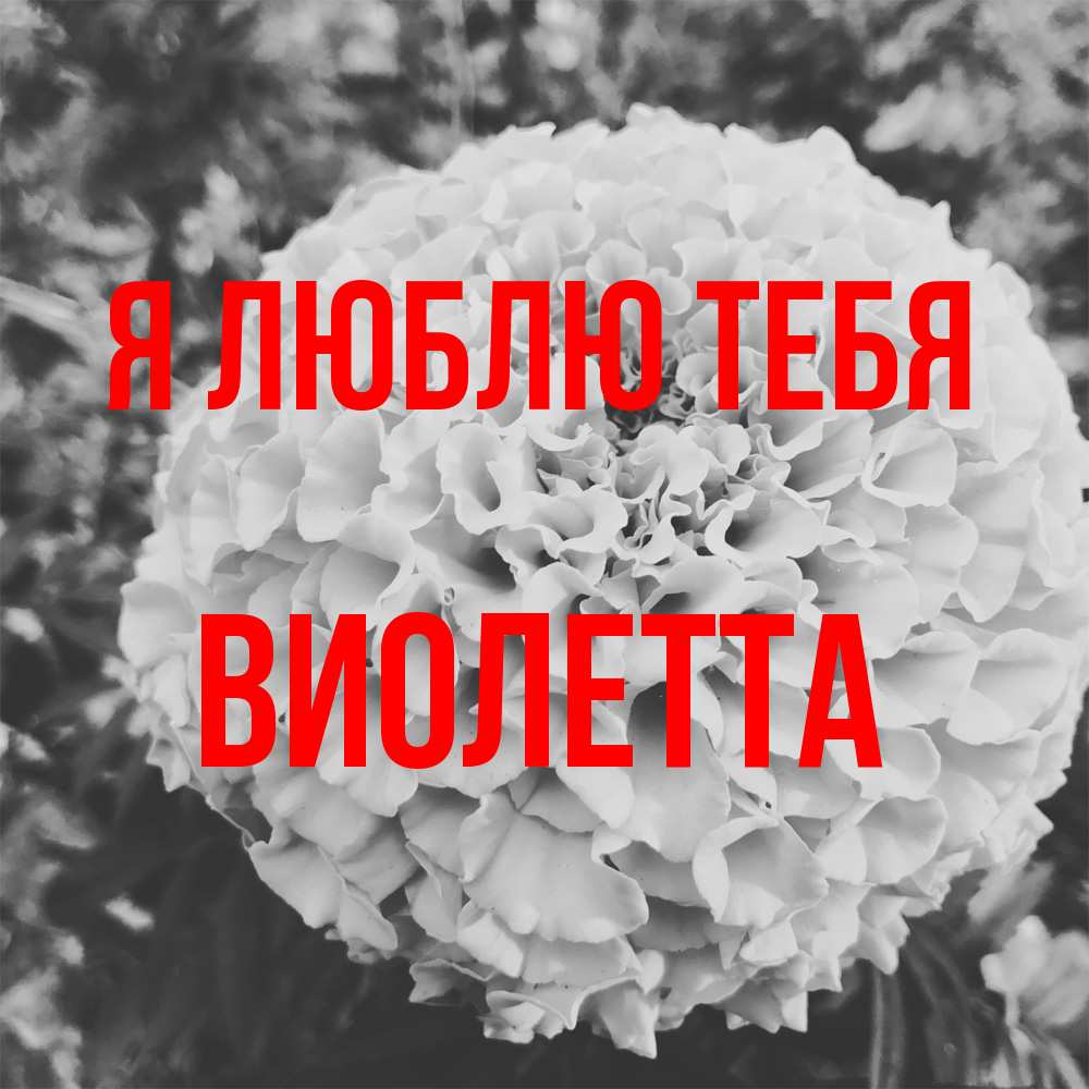 Открытка  с именем. Виолетта, Я люблю тебя  