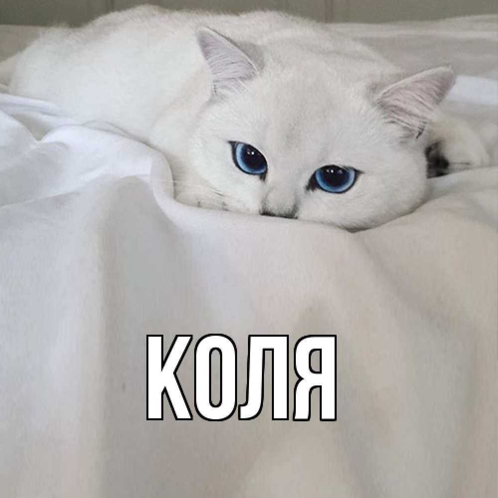Открытка  с именем. коля, Главная  