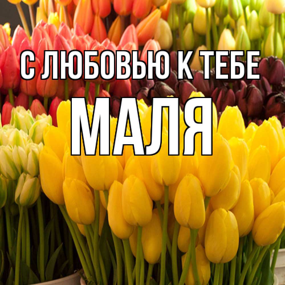 Открытка  с именем. Маля, С любовью к тебе  