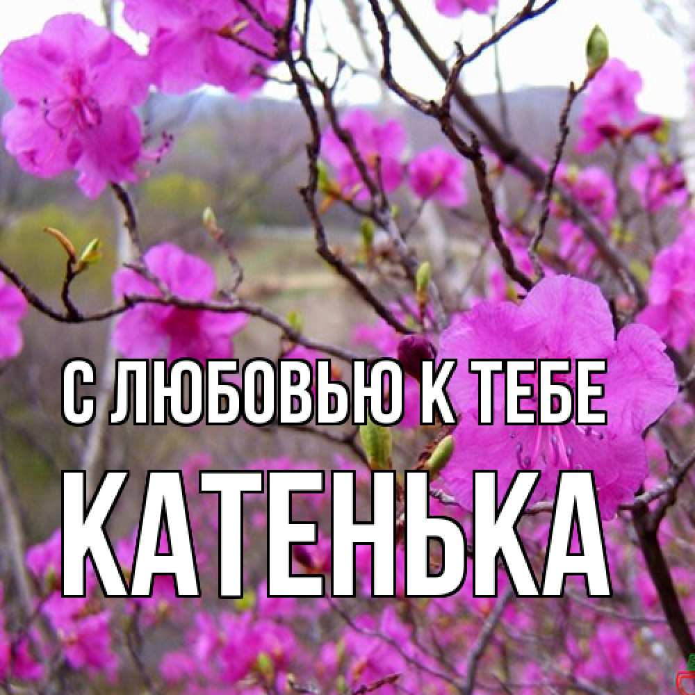 Открытка  с именем. Катенька, С любовью к тебе  