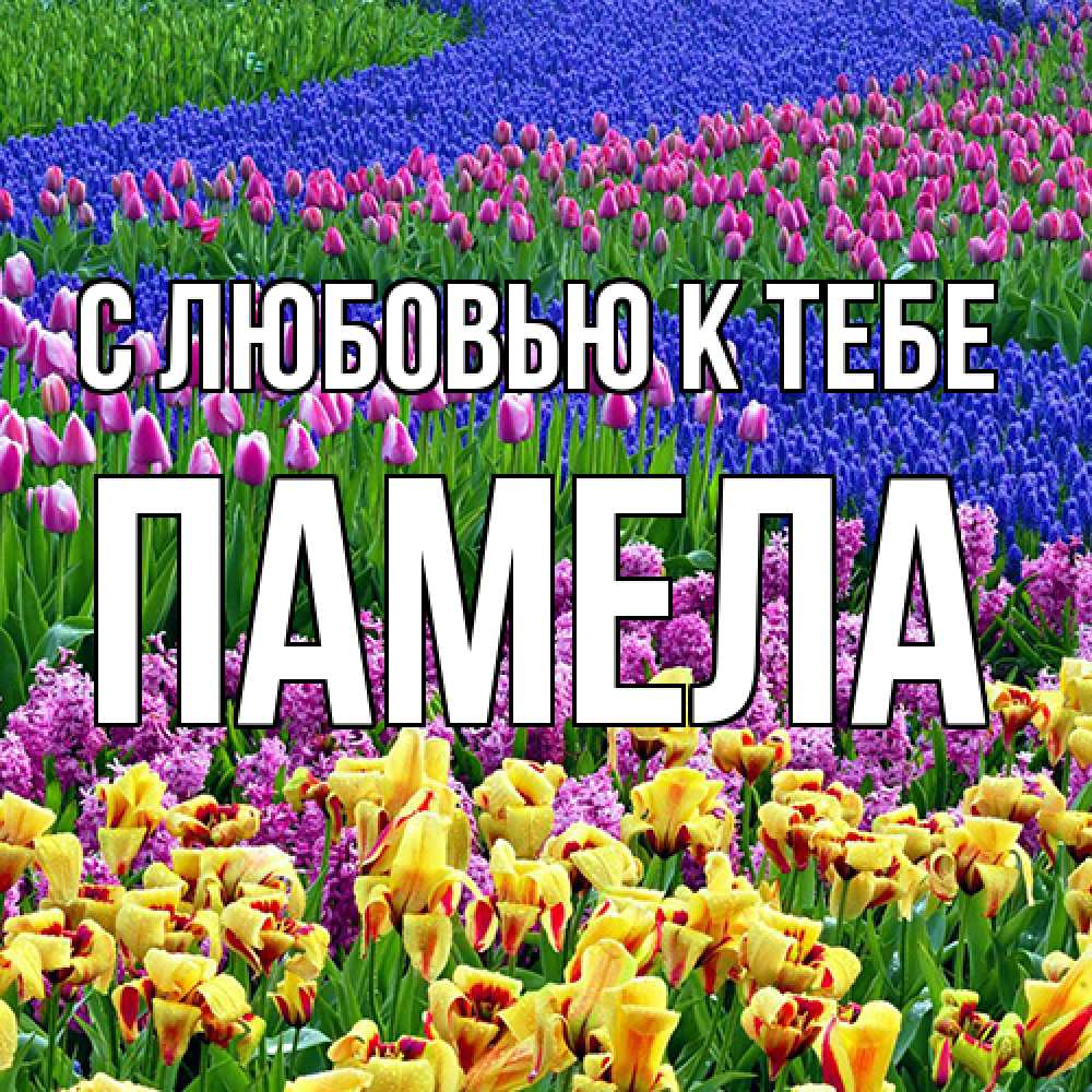 Открытка  с именем. Памела, С любовью к тебе  