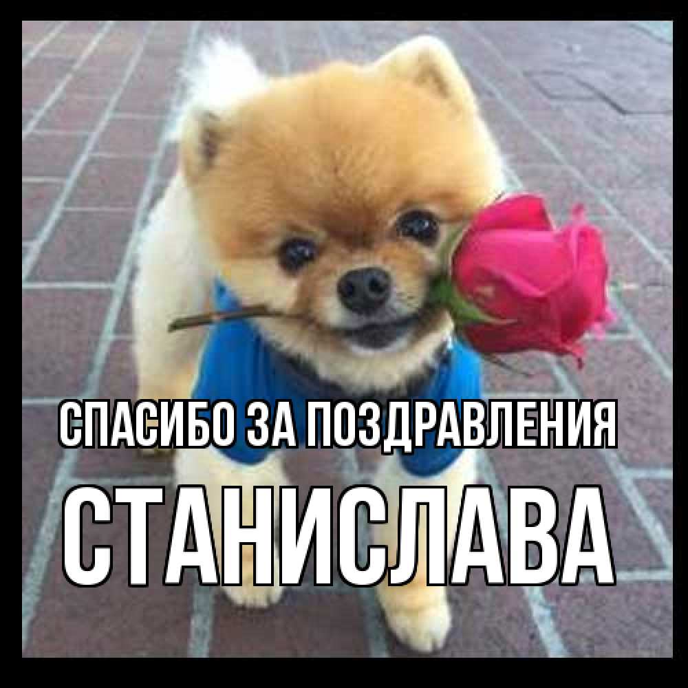Открытка  с именем. Станислава, Спасибо за поздравления  